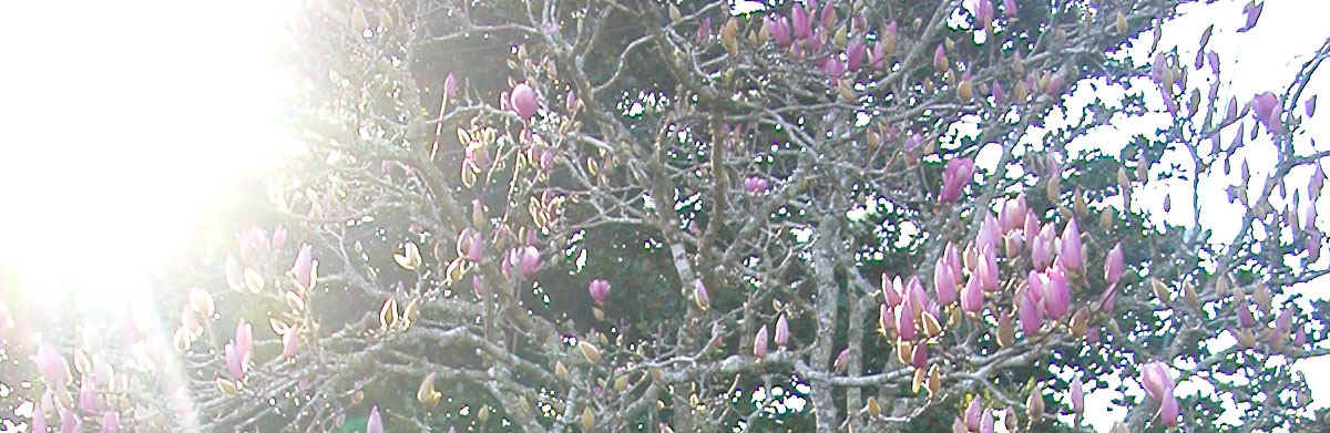 DSCN7513.jpg (220818 bytes)
